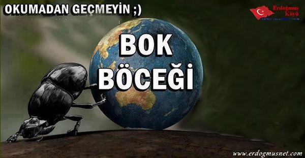 bok-bocegi.jpg